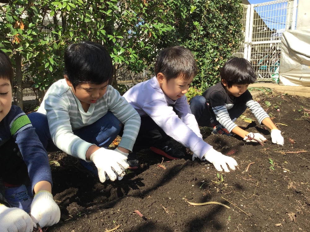 １０月１９日　さつまいも掘り