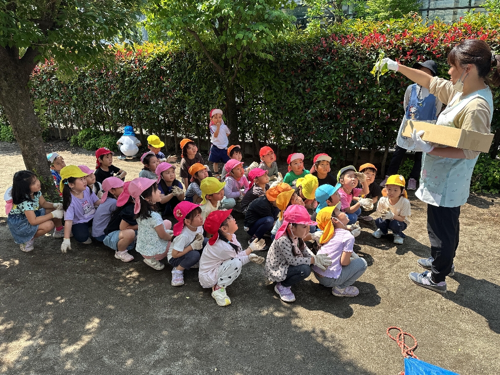 ５歳児　さつまいもの苗植え